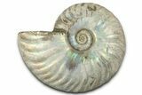 Silver Iridescent Ammonite (Cleoniceras) Fossil - Madagascar #328376-1